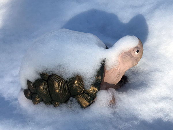 snow covered turtle